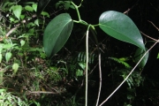 <strong>Piper austrocaledonicum - Ramon, Laurence - 28</strong><br />© Ramon, Laurence